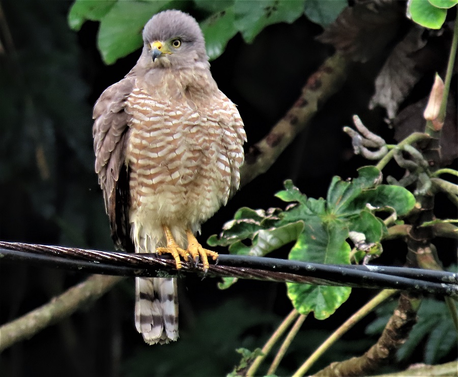 Roadside Hawk