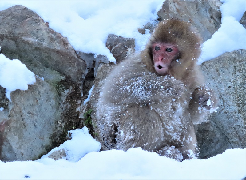 Japanese Macaque, the Snow Monkey. Photo © Gina Nichol. 