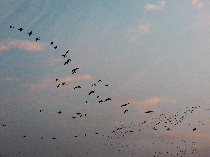 Cranes at sunrise at Arasaki. Photo © Gina Nichol.