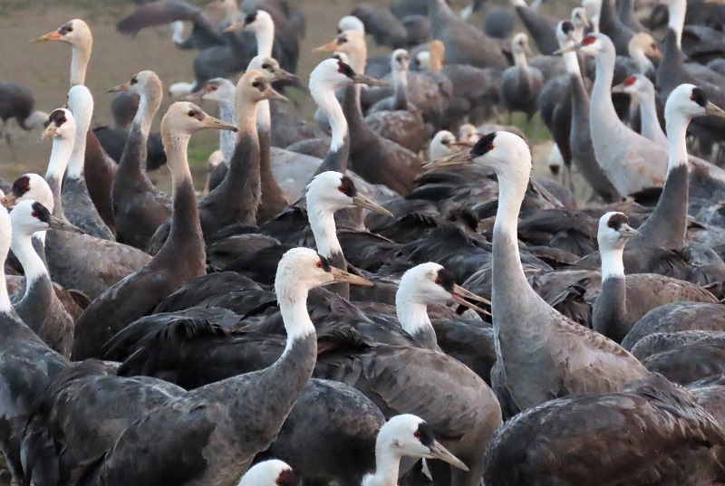 Hooded and Sandhill Cranes at Arasaki. Photo © Gina Nichol. 