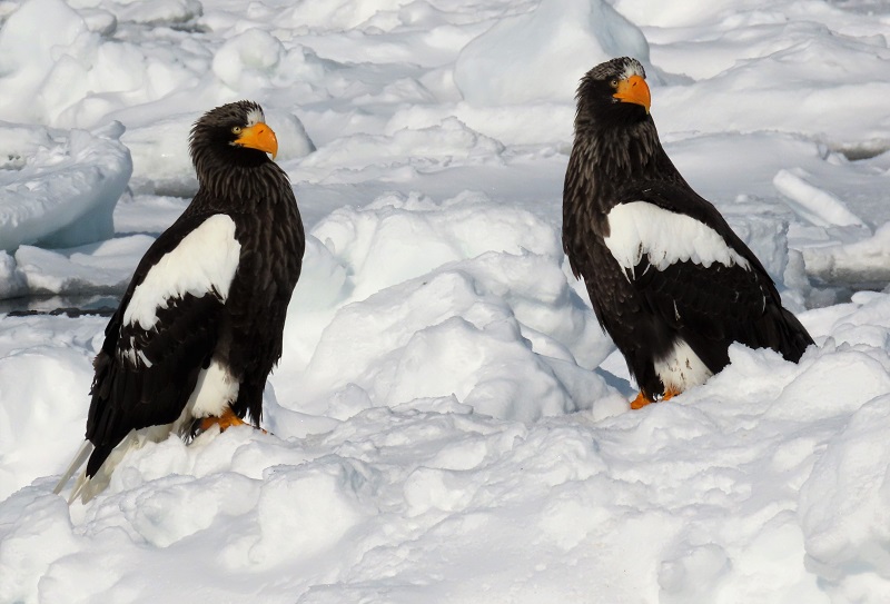 Steller's Sea Eagles on ice! Photo © Gina Nichol.