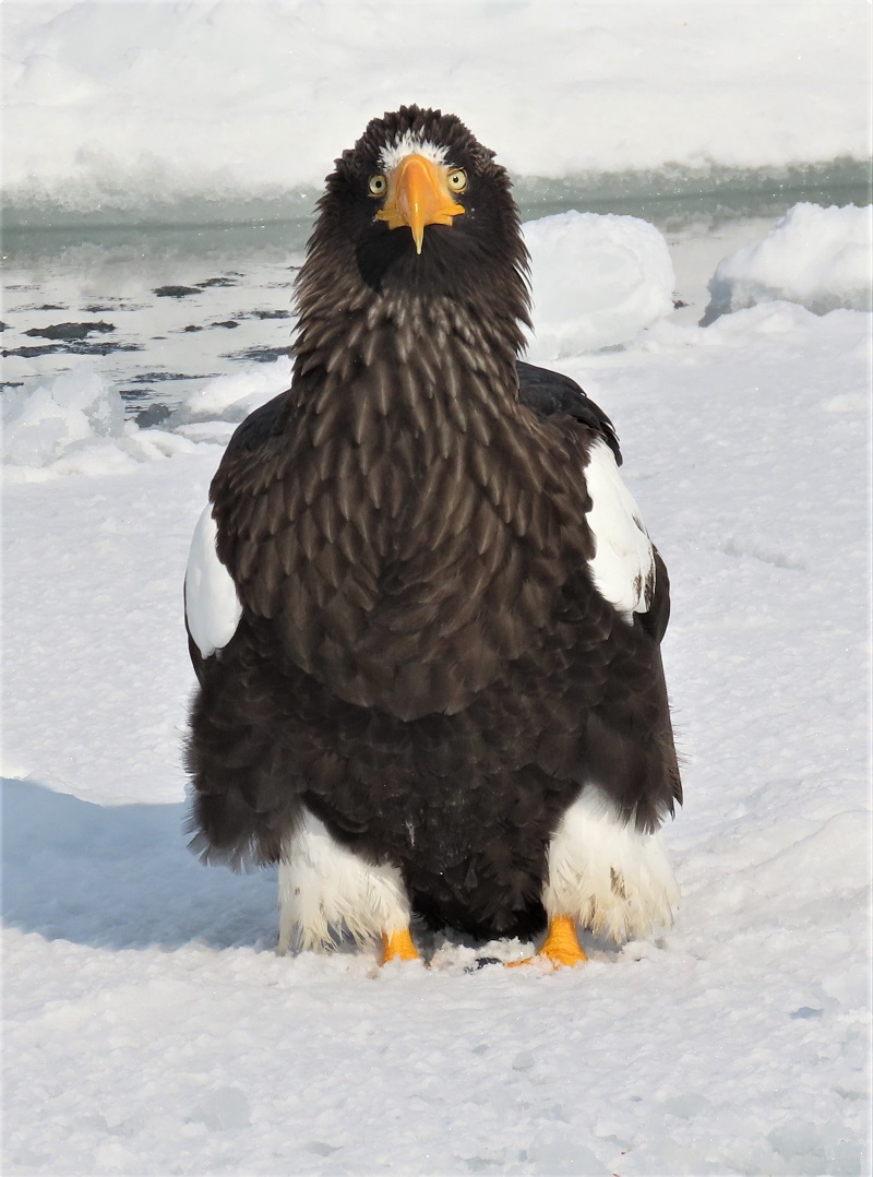 Steller's Sea Eagle. Photo © Gina Nichol.