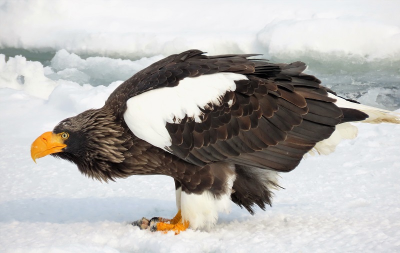 Steller's Sea Eagle. Photo © Gina Nichol.