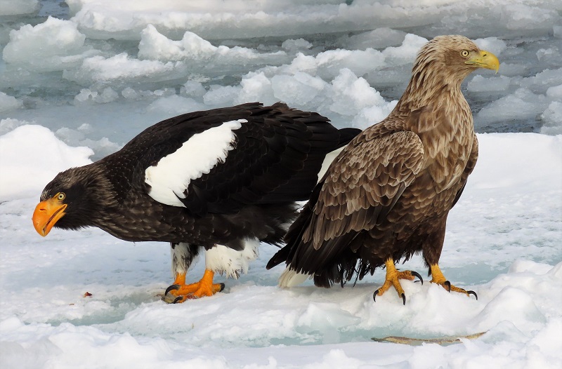 Steller's Sea Eagle and White-tailed Eagle. Photo © Gina Nichol. 