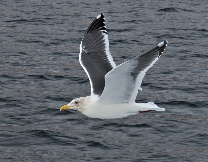 Slaty-backed Gull. Photo © Gina Nichol.