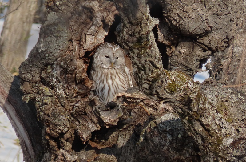 Ural Owl. Photo © Gina Nichol.