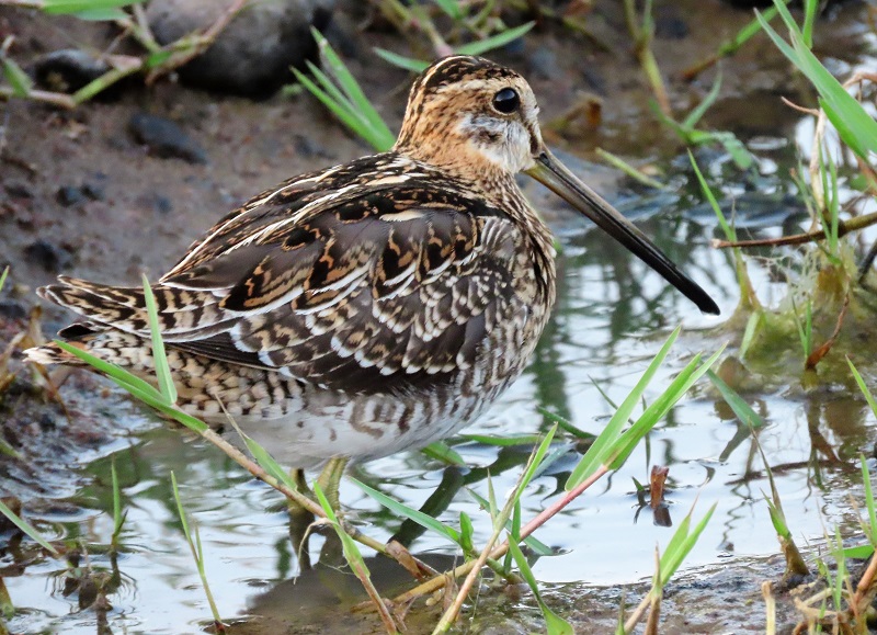 Common Snipe. Photo © Gina Nichol.