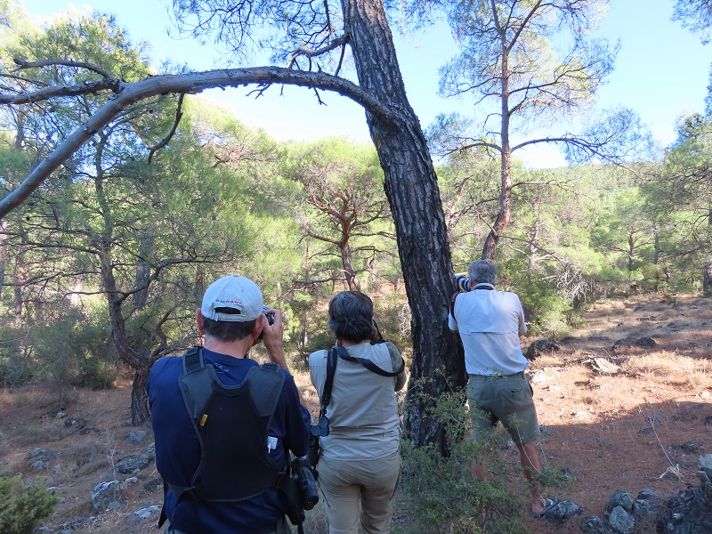 Photographing Kruper's Nuthatch, Lesvos, Greece. Photo © Gina Nichol.