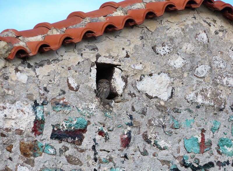 Little Owl, Lesvos, Greece. Photo © Gina Nichol.