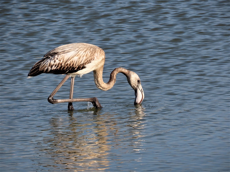 Young Greater Flamingo, Lesvos, Greece. Photo © Gina Nichol. 