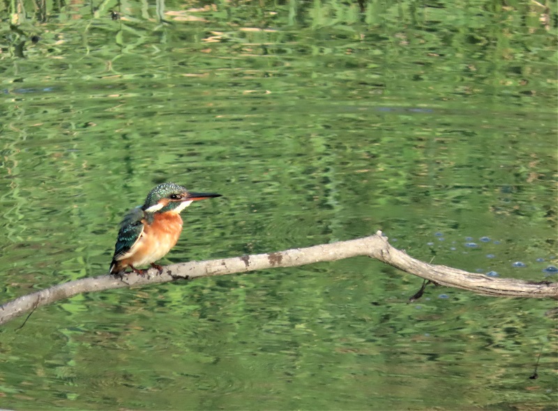 Common Kingfisher. Photo © Gina Nichol.