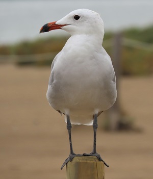 Audouin's Gull, a Spanish specialty. 