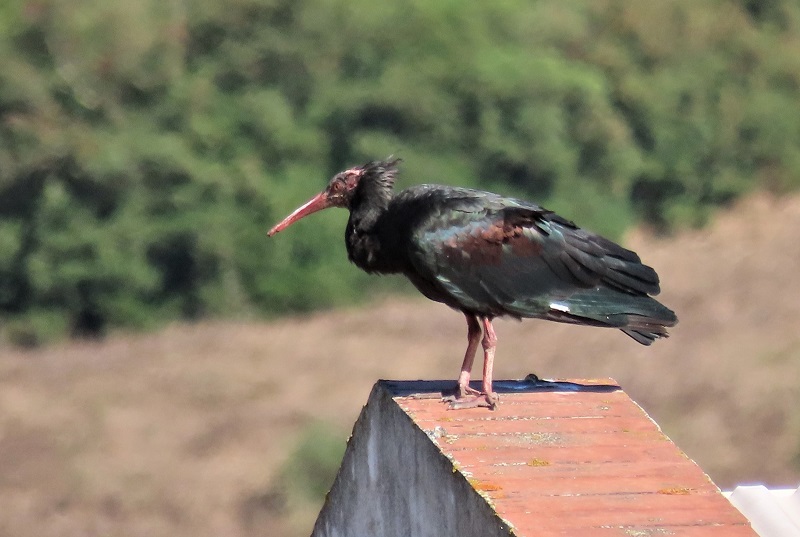 Bald Ibis, Spain. Photo © Gina Nichol. 