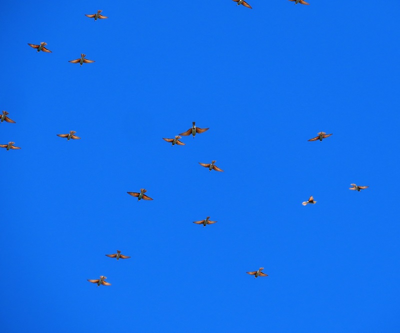 Bee-eaters migrating at Gibraltar, Spain. Photo © Gina Nichol. 