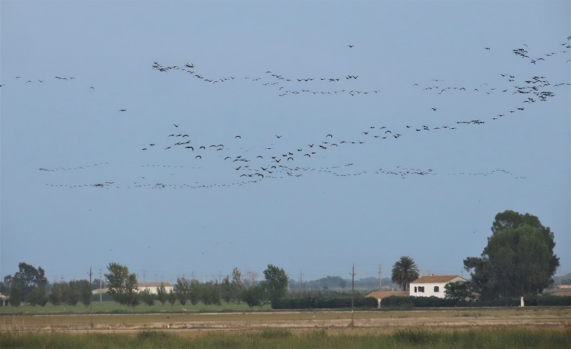 Glossy Ibis flying in to roost, Ebro Delta, Spain. Photo © Gina Nichol. 
