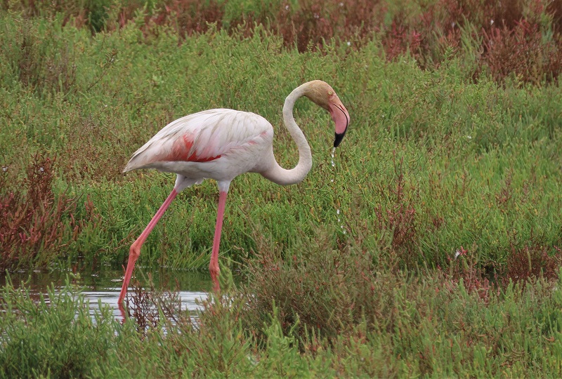 Greater Flamingo, Spain. Photo © Gina Nichol.