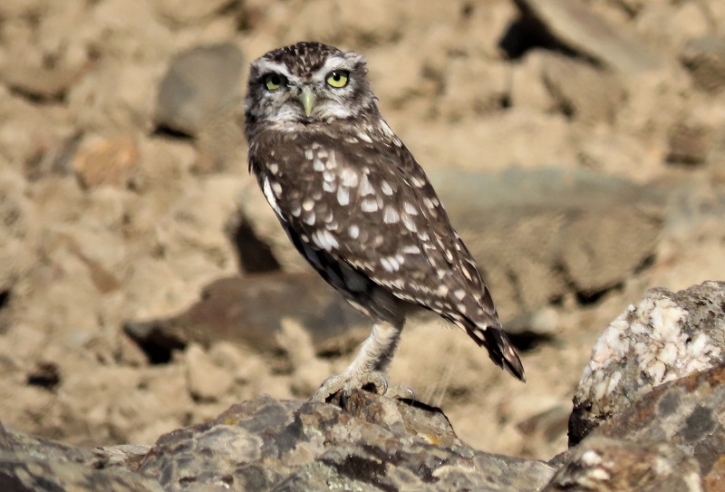 Little Owl, Spain. Photo © Gina Nichol.