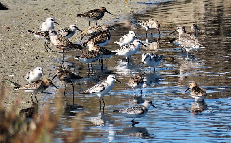 Shorebirds at Donana, Spain. Photo © Gina Nichol.
