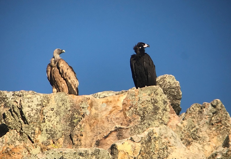Eurasian Griffon & Cinereous (Black) Vultures at Monfrague, Spain. Photo © Gina Nichol.
