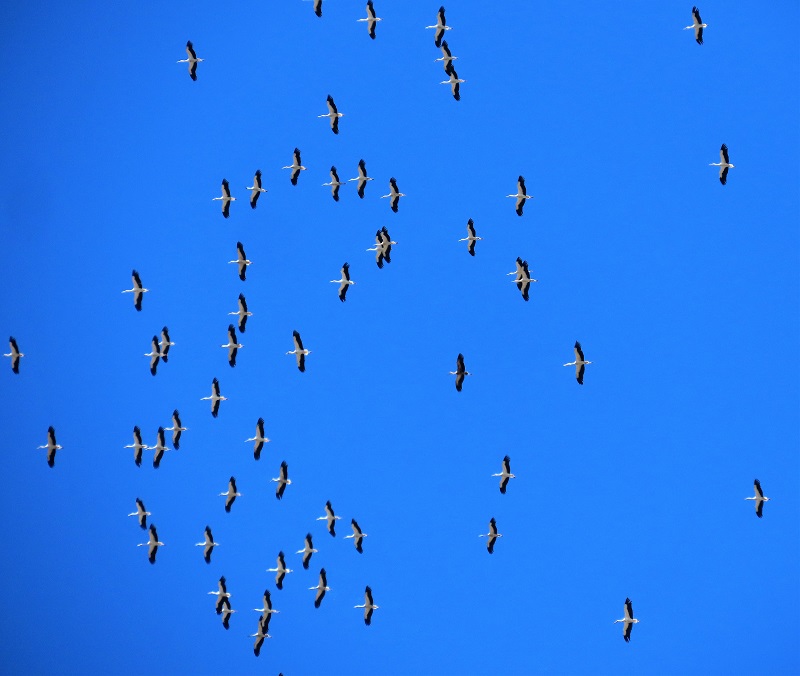 White Storks migrating, Spain. Photo © Gina Nichol.