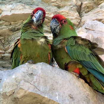 Red-fronted Macaw, Bolivian Endemic by Diego Calderon
