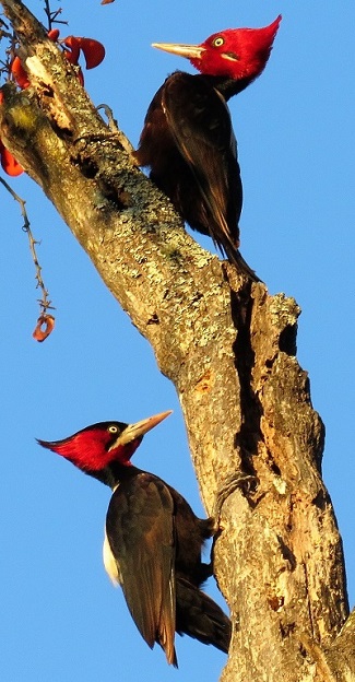 Cream-backed Woodpecker (GN)