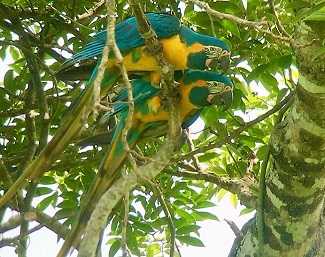 Blue-throated Macaw (DC)