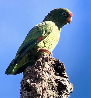 Tucuman Parrot (DC)