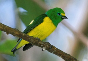 Blue-naped Chlorophonia (SB)