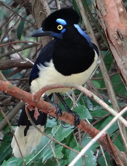 Plush-crested Jay (GN)