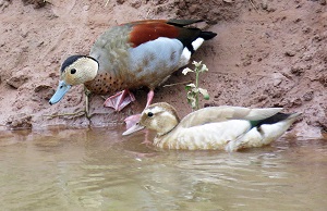 Ringed Teal (GN)