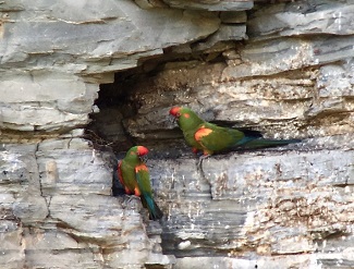 Red-fronted Macaw (DC)