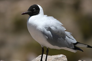 Andean Gull (JA)