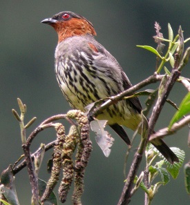 Chestnut-crested Cotinga