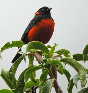 Scarlet-bellied Mountain Tanager (SB) 