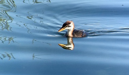 Titicaca Grebe