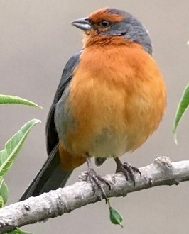 Cochabamba Mountain Finch (DC)