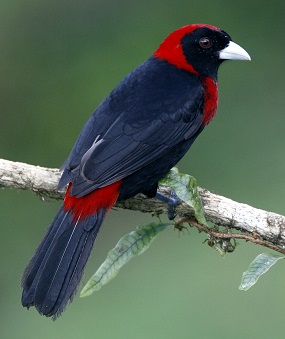Crimson-collared Tanager by Steve Bird.