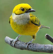 Silver-throated Tanager by Gina Nichol.