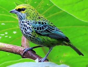 Speckled Tanager by Gina Nichol