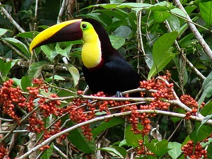 Yellow-throated Toucan by Gina Nichol.