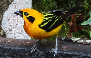 Golden Tanager by Gina Nichol.