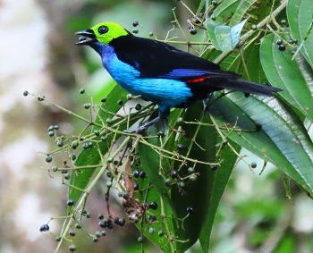 Paradise Tanager by Gina Nichol.