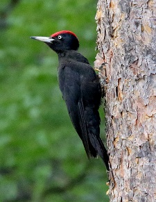 Black Woodpecker by Steve Bird.