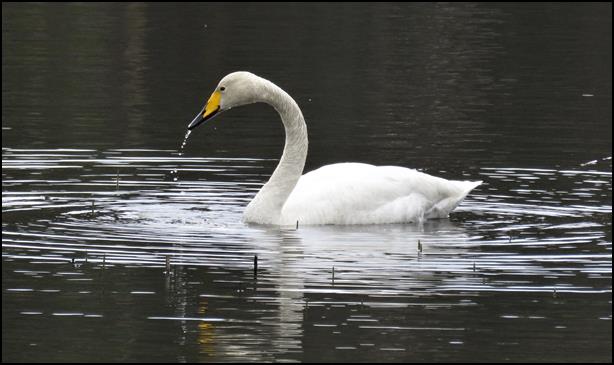 Whooper Swan by Gina Nichol.