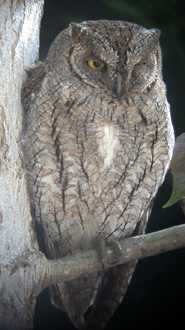 Scops Owl. Photo by Steve Bird.