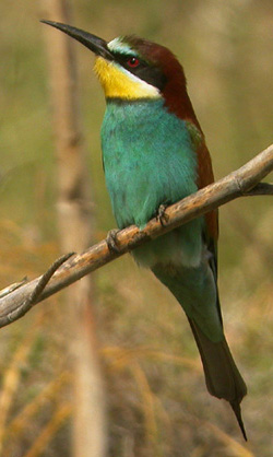 European Bee-eater. Photo by Steve Bird. 