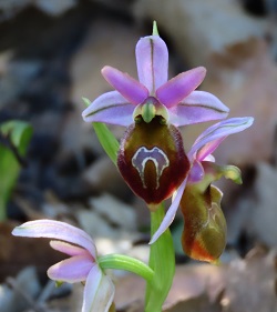 Lesbos Orchid by Gina Nichol 