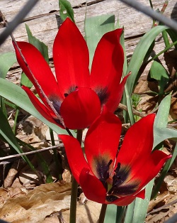 Wild Tulip by Gina Nichol 