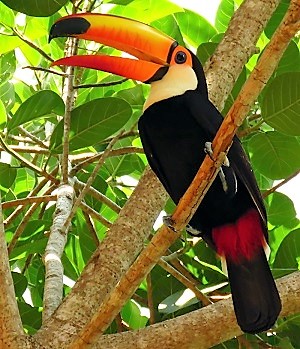 Toco Toucan